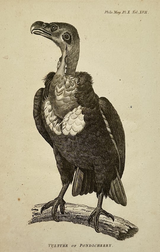 John Pass (active 1796-1823) – View of Ornithological Study: Vulture of Pondicherry (1 of 2)