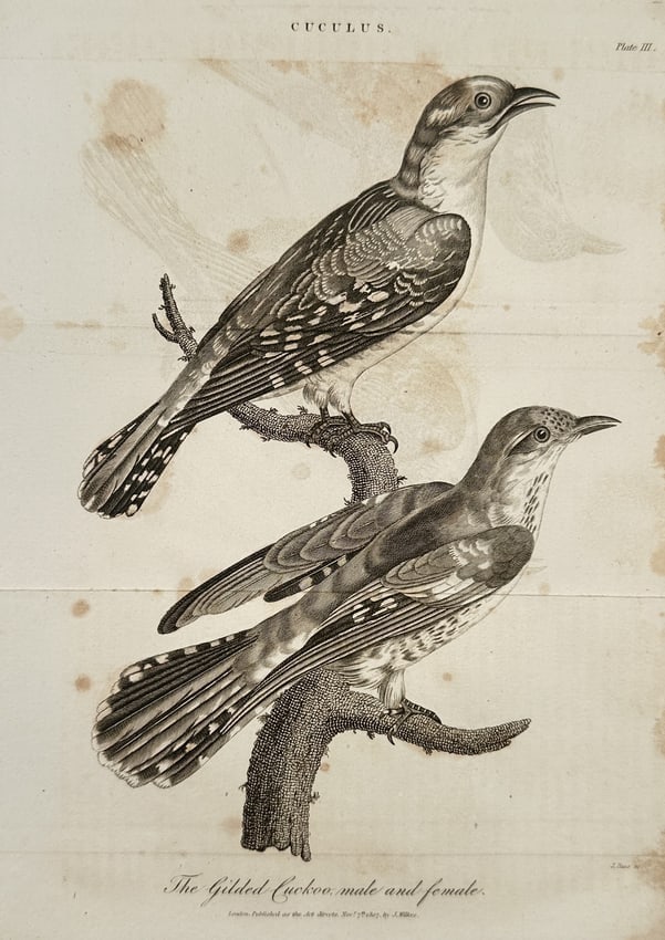 John Wilkes (1750-1810) – View of Ornithological Study: Gilded Cuckoo – Engraving (1807) (1 of 2)