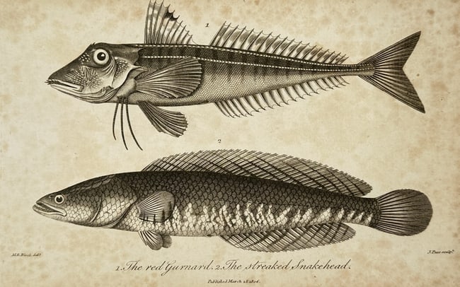 John Pass (active 1796-1823) – View of Ichthyological Study: Red Gurnard and Streaked (1 of 2)