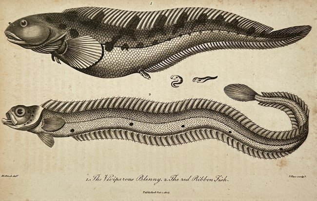 John Pass (active 1796-1823) – View of Ichthyological Study: Viviparous Blenny and Red Ribbon Fish (1 of 2)