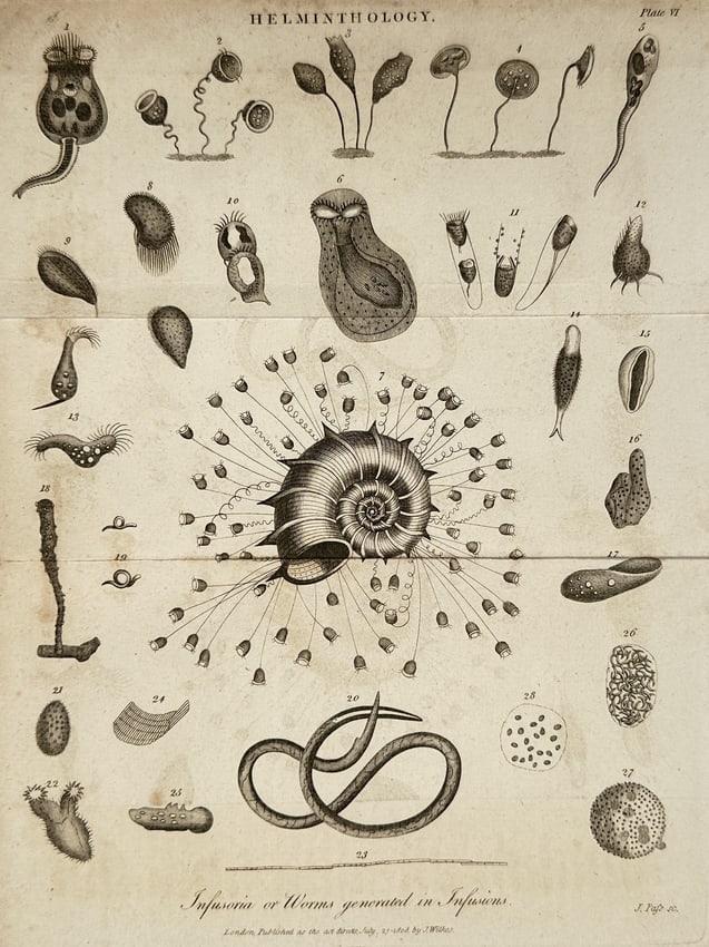 John Wilkes (1750-1810) – View of Helminthological Study: Infusoria – Engraving (1808) (1 of 2)