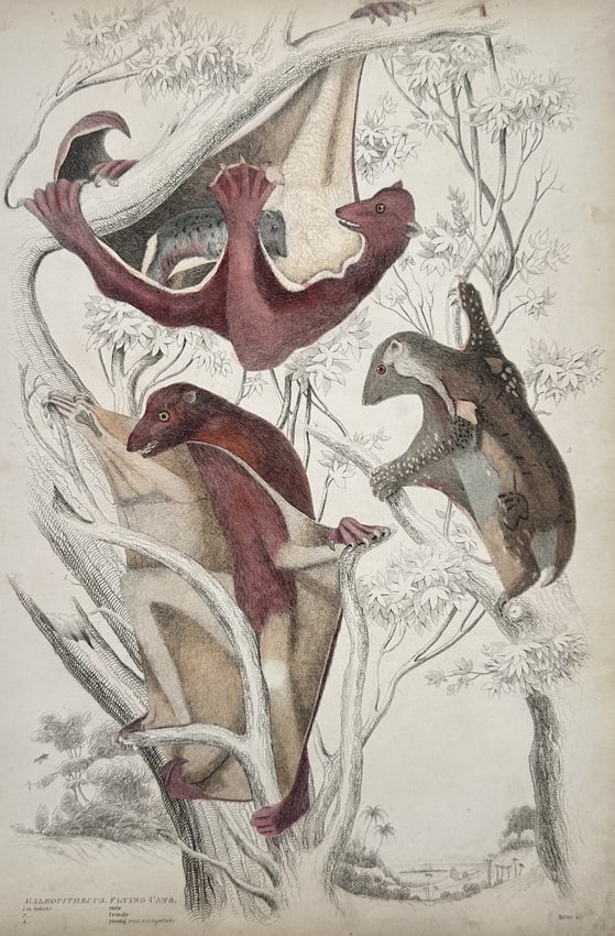 Jean-Charles Werner (1791-1849) – View of Mammals: Flying Cats – Hand-coloured engraving (1 of 2)