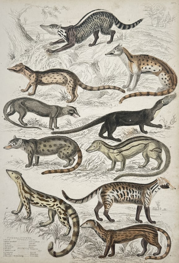 Jean-Charles Werner (1791-1849) – View of Mammals: Viverra and Civets: "Viverra, Civets" is a hand-coloured engraving showing ten different species of civets and mongooses, including the Javanese and Malacca varieties, in various standing and walking poses. This work was