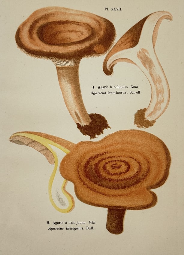 Aimée-Eugénie Delville-Cordier – Study of Woolly Milkcap – Chromolithograph (1876) (1 of 2)