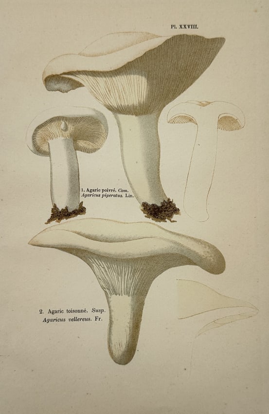 Aimée-Eugénie Delville-Cordier – Study of Peppery Milkcap – Chromolithograph (1876) (1 of 2)