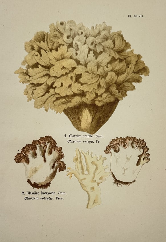 Aimée-Eugénie Delville-Cordier – Study of Cauliflower Fungus – Chromolithograph (1876) (1 of 2)