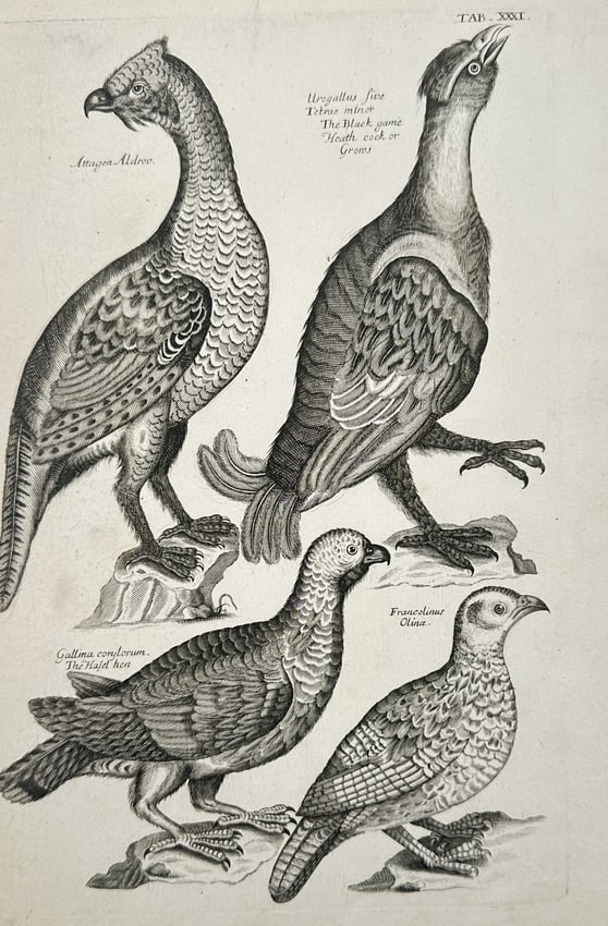 Francis Willughby (1635–1672) – View of Ornithological Study: Black Game and Hazel Hen (1 of 2)