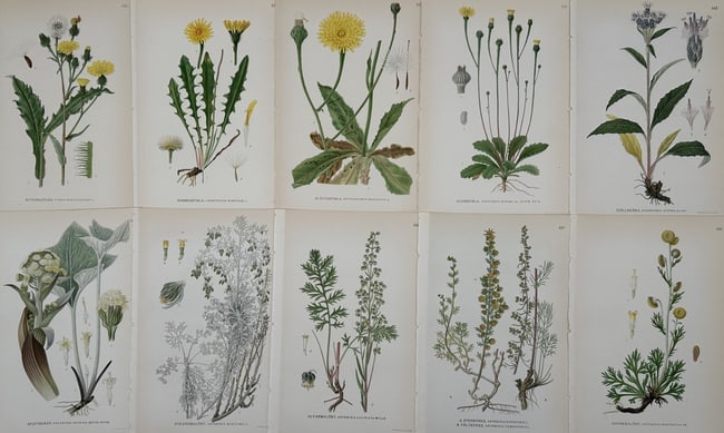 Carl Axel Magnus Lindman (1856–1928) – Set of 10: Botanical Studies of Nordic Asteraceae (1 of 2)