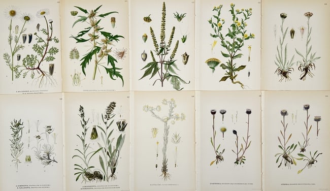 Carl Axel Magnus Lindman (1856–1928) – Set of 10: Botanical Studies of Nordic Asteraceae (1 of 2)
