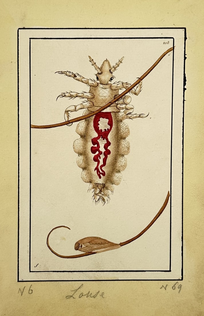 Frederick Polydore Nodder – View of a Louse – Hand-coloured copper engraving (1790) (1 of 2)