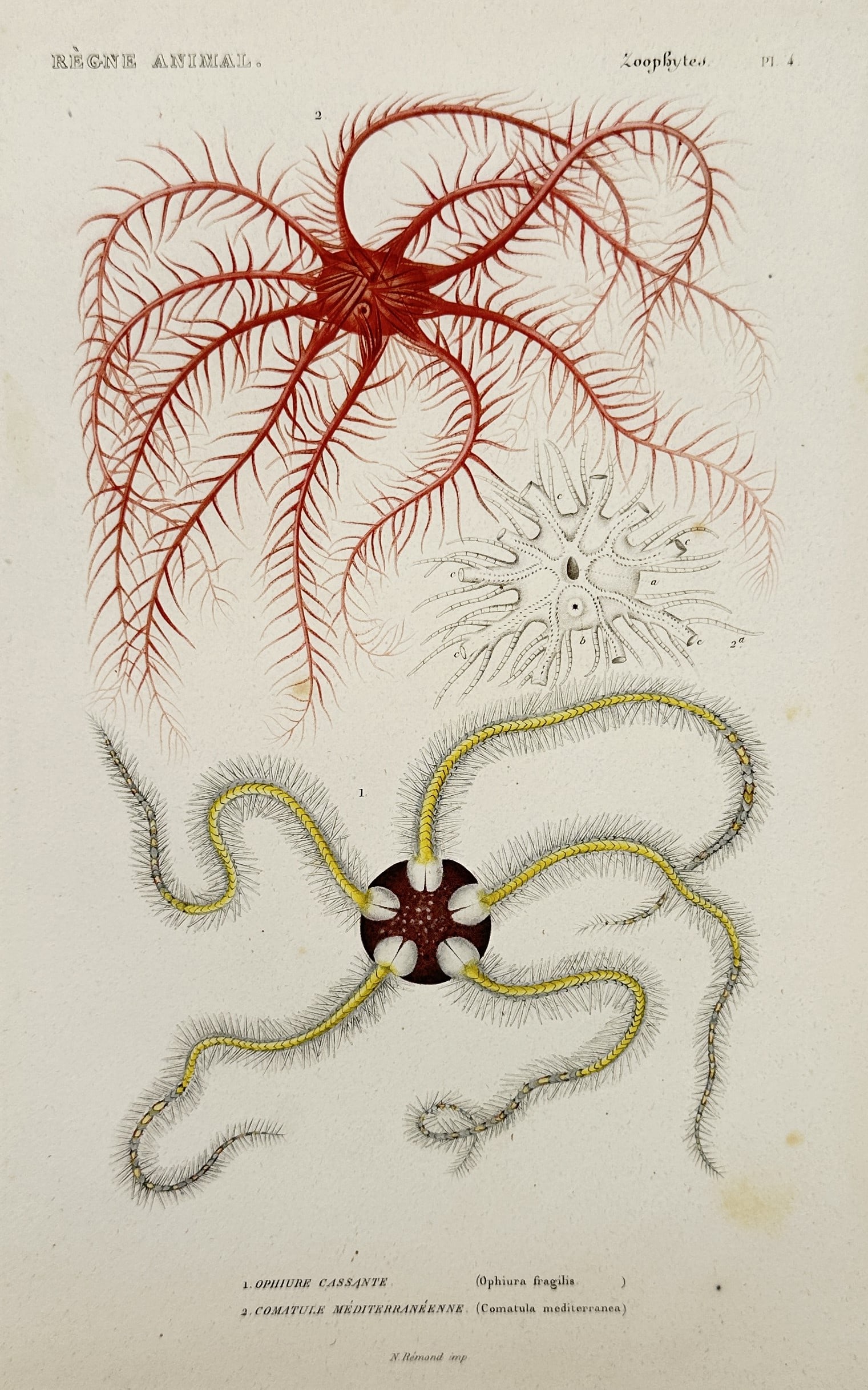 Georges Cuvier – View of Brittle Stars and Feather Stars – Hand-coloured engraving (1830) (1 of 2)