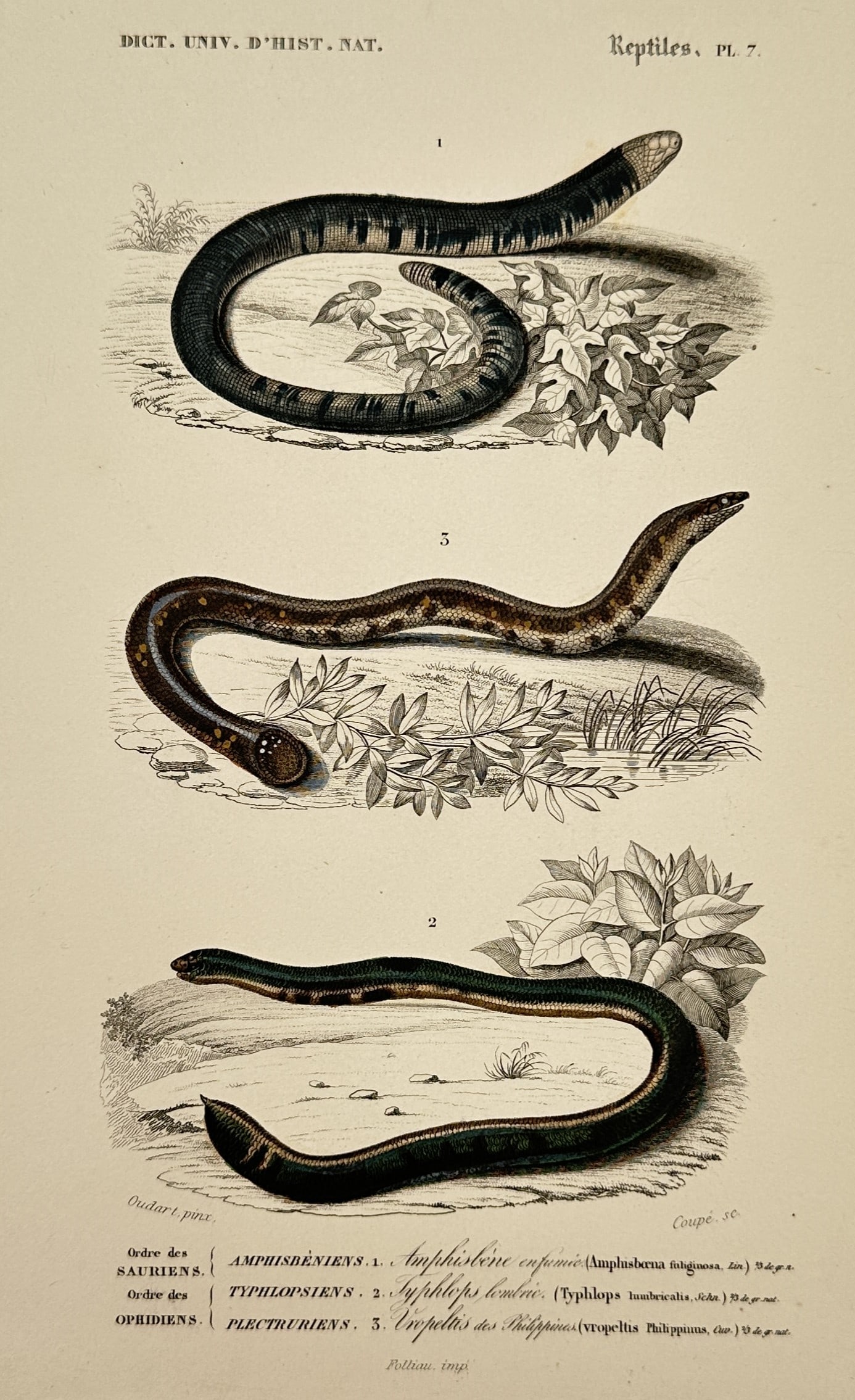 Charles Dessalines d'Orbigny – View of Worm Lizards and Blind Snakes – Hand-coloured engraving (1 of 2)