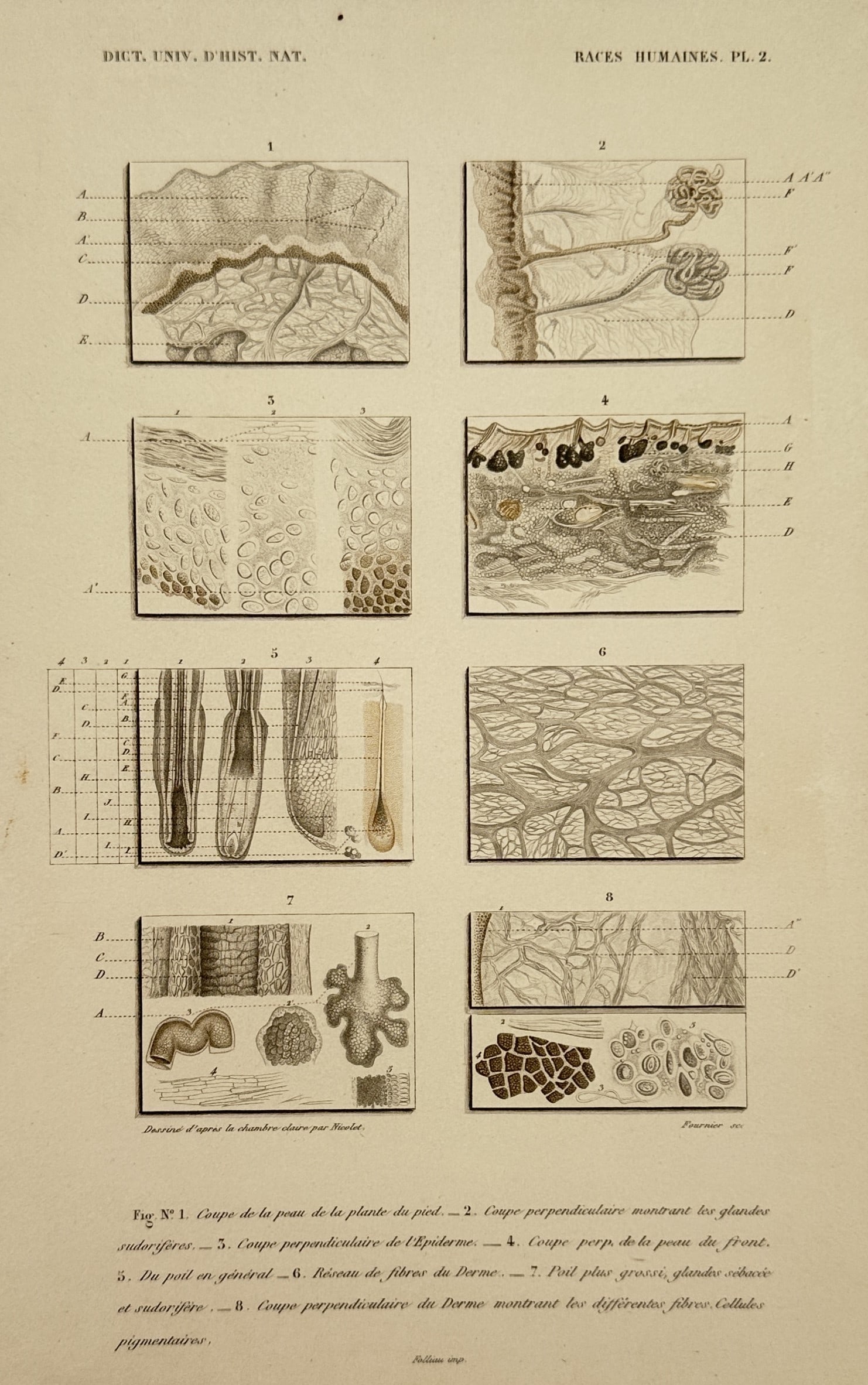 Charles Dessalines d'Orbigny – View of Human Skin and Hair Micro-Structures (1 of 2)