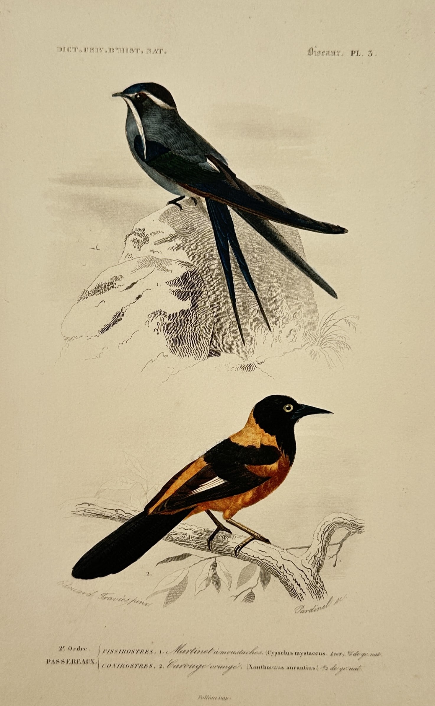 Charles Dessalines d'Orbigny – View of a Moustached Swift and an Orange Oriole (1 of 2)