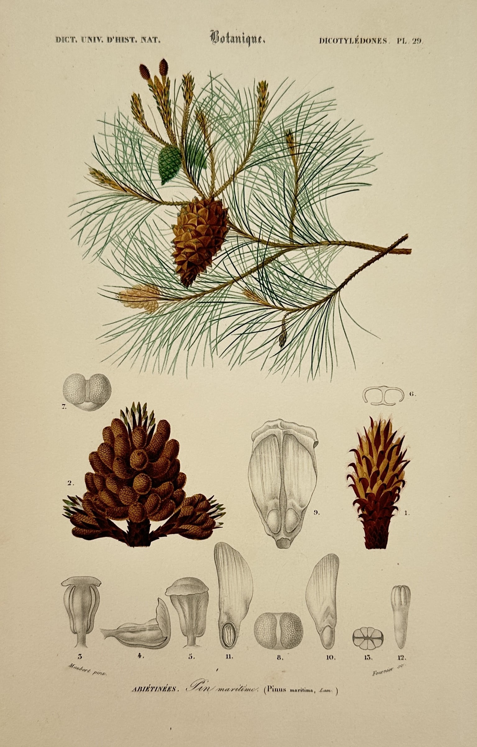 Charles Dessalines d'Orbigny – View of the Maritime Pine – Hand-coloured engraving (1849): Botanique, Dicotylédones Pl. 29 portrays a systematic botanical study of the Maritime Pine (Pinus maritima, now Pinus pinaster). The upper portion illustrates a branch with long needle-like leaves, a