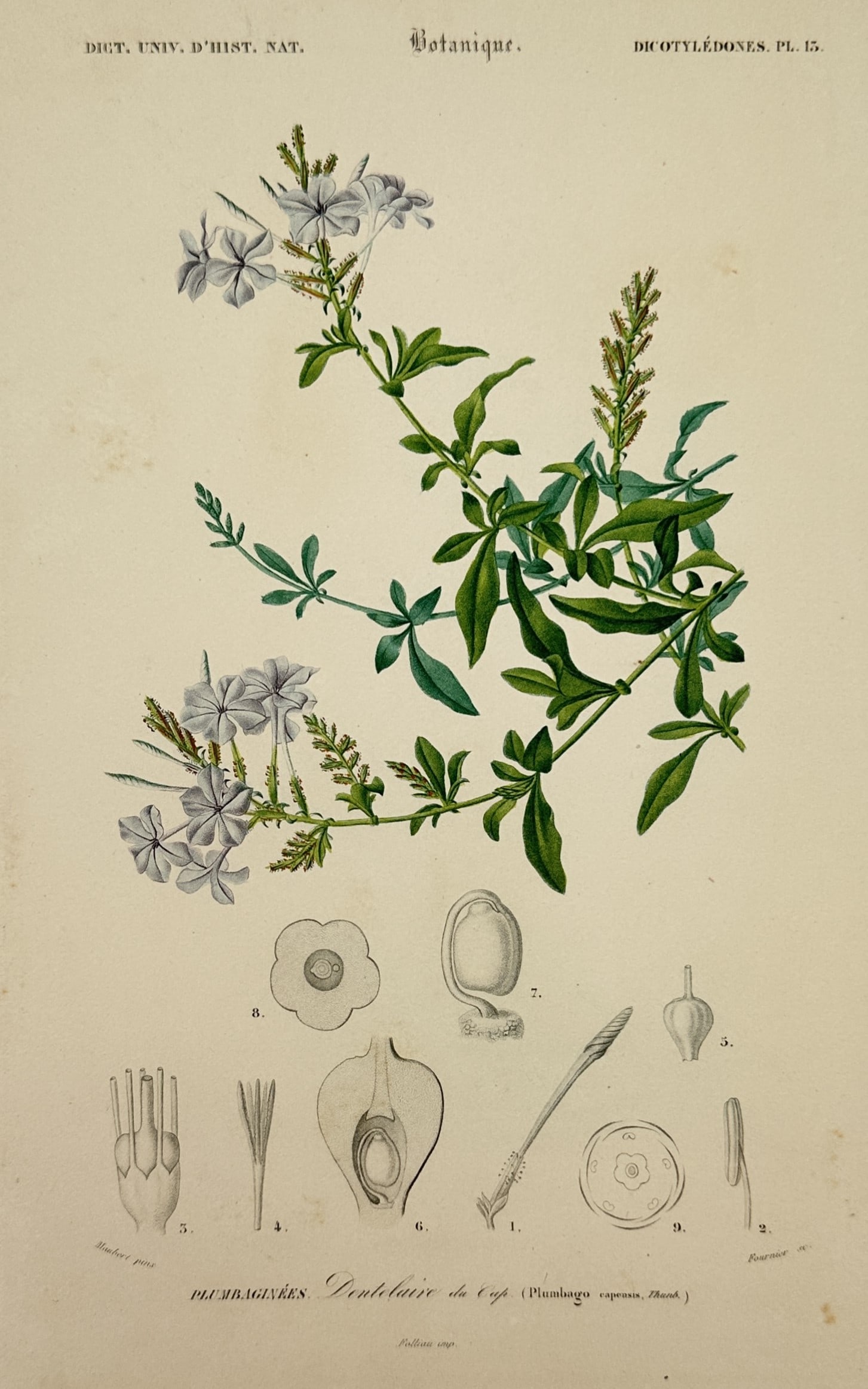 Charles Dessalines d'Orbigny – View of Cape Leadwort – Hand-coloured engraving (1849) (1 of 2)