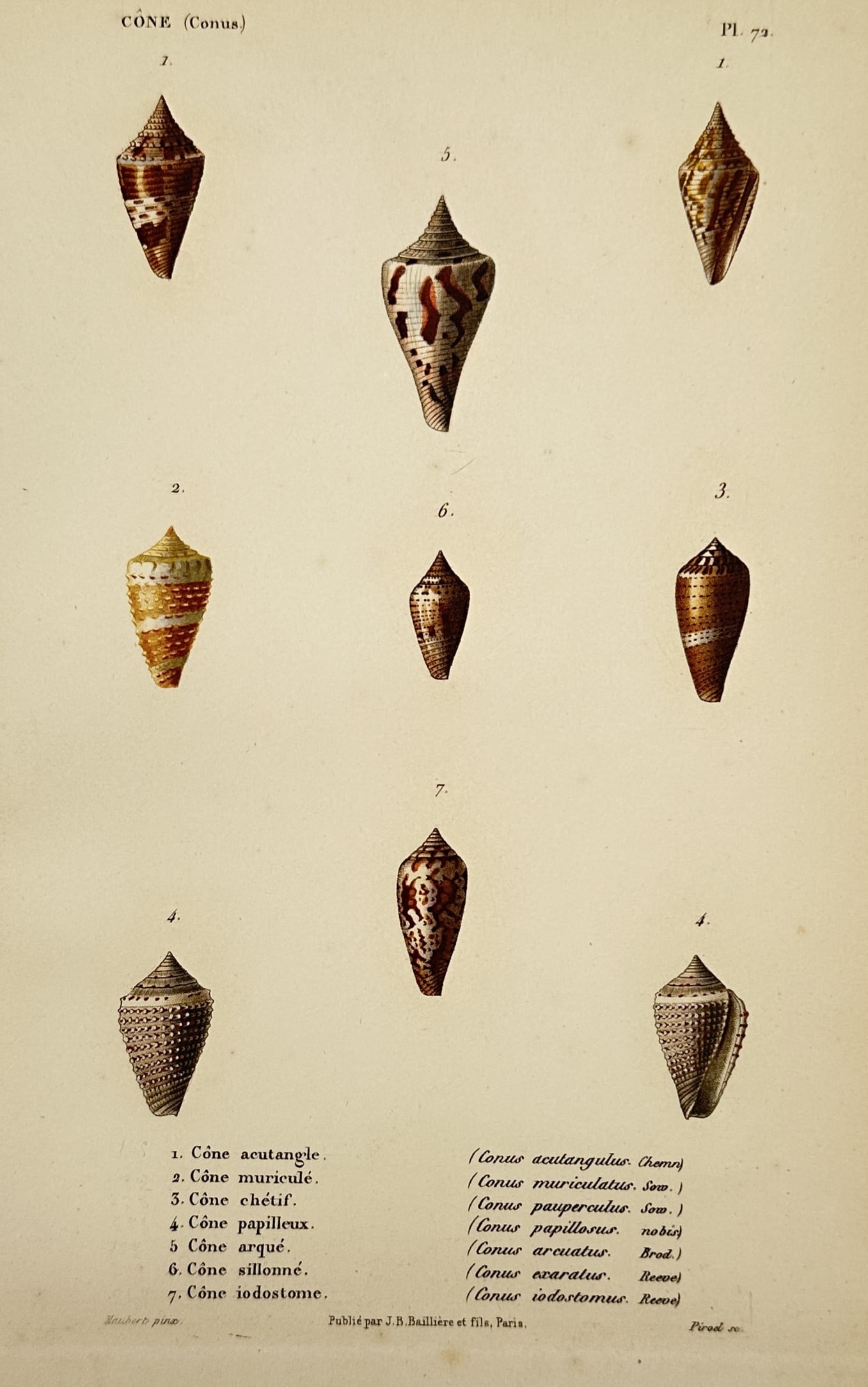 Charles Dessalines d'Orbigny – View of Cone Shells – Hand-coloured engraving (1849) (1 of 2)