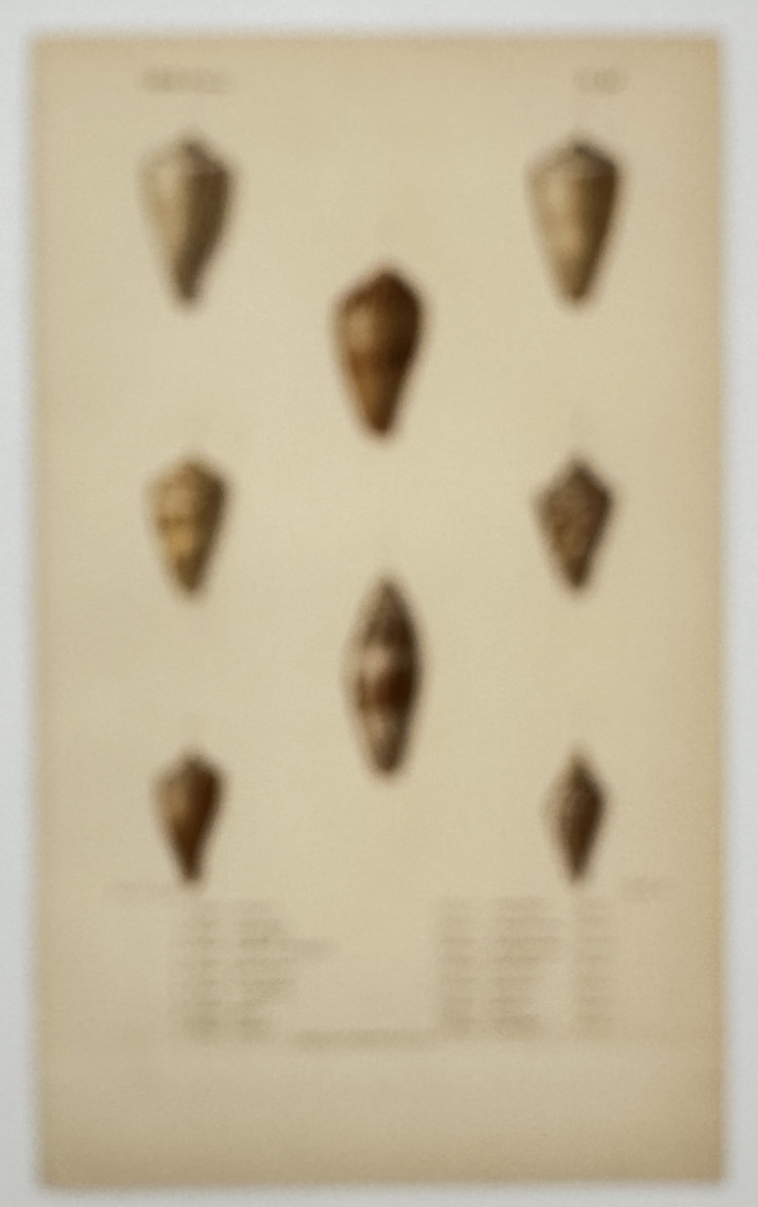 Charles Dessalines d'Orbigny – Cone Shells – Hand-coloured engraving (1849) (1 of 2)