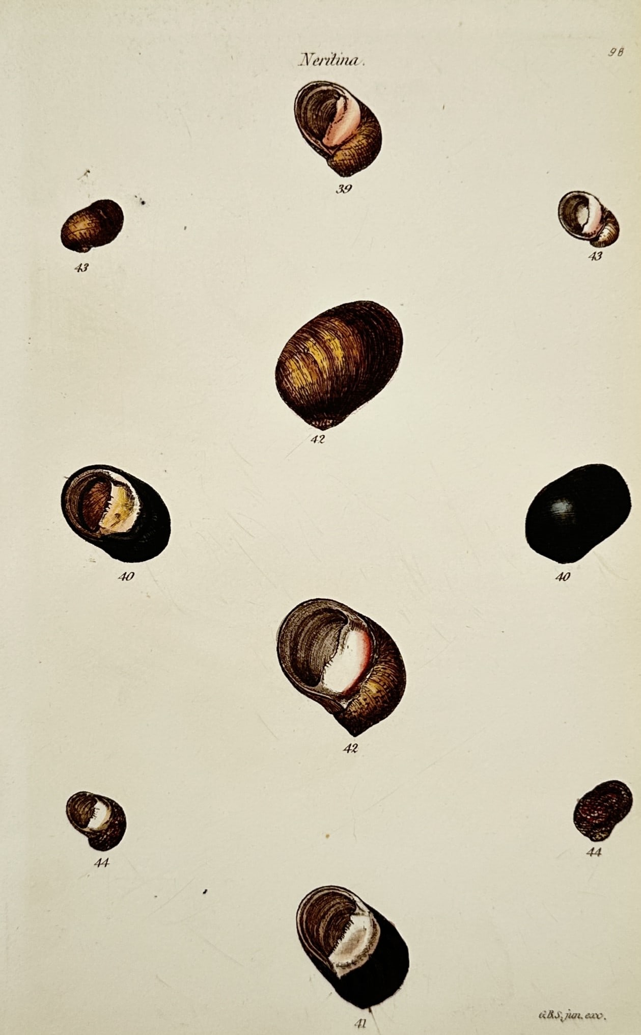George Brettingham Sowerby II – Neritina Shells – Hand-coloured lithograph (1850): Neritina Pl. 9 portrays a comparative conchological study of several species of freshwater or brackish water snails from the genus Neritina. The plate illustrates the diverse globose shapes and intric