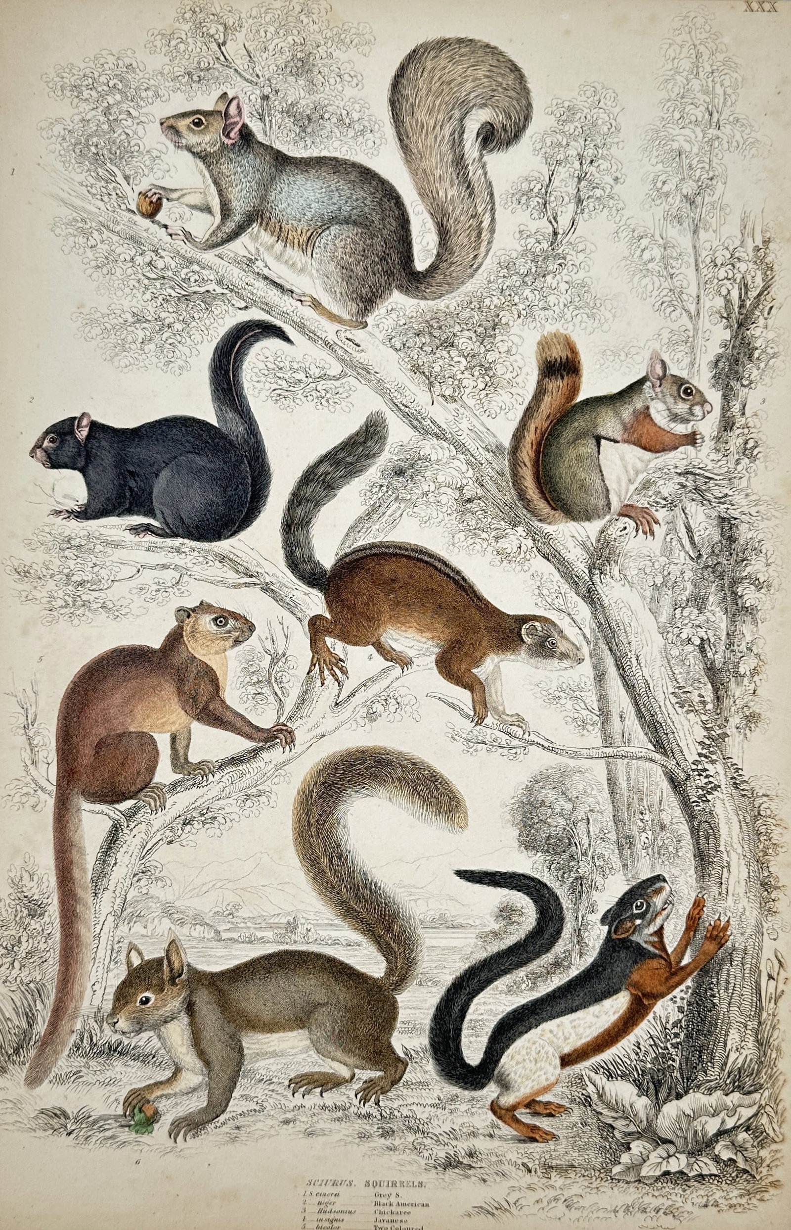 William MacGillivray – View of Various Squirrel Species – Hand-coloured engraving (1839) (1 of 2)