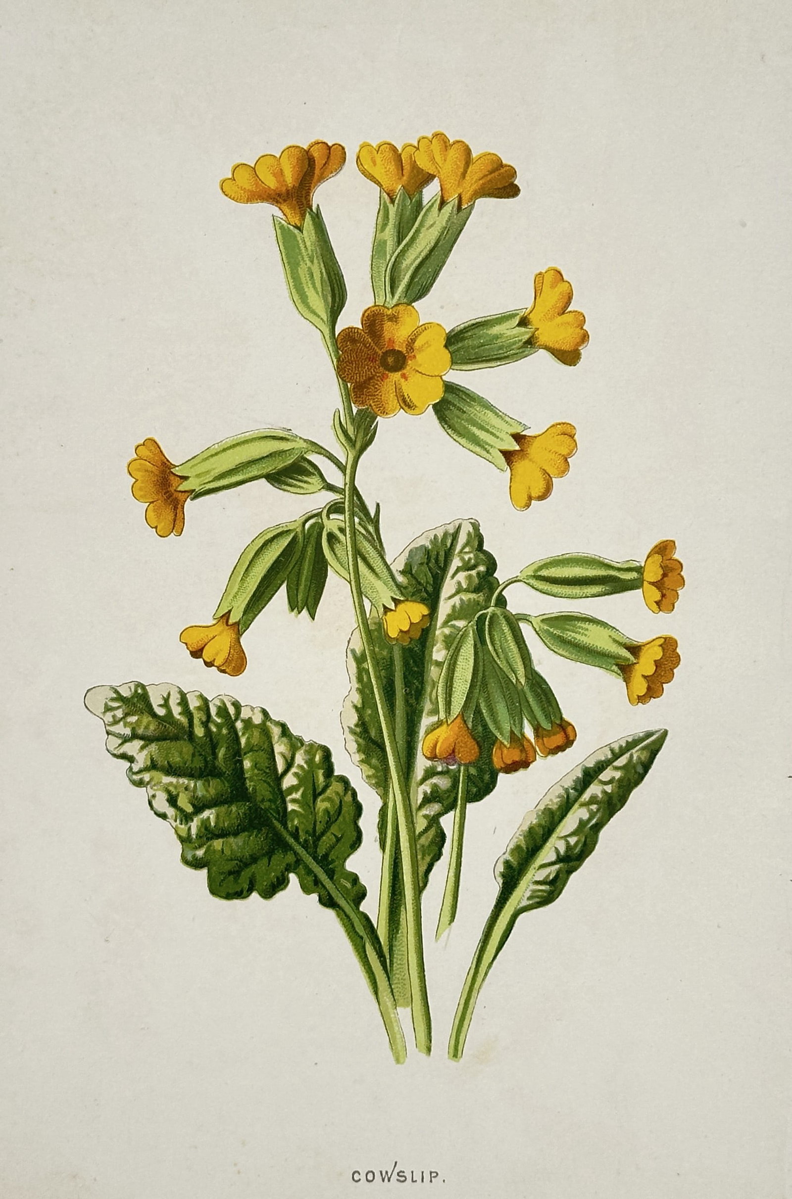 Frederick Edward Hulme (1841–1909) – View of a Cowslip – Chromolithograph (1880): "Cowslip" portrays a detailed botanical study of the Primula veris, featuring its characteristic cluster of nodding, bell-shaped yellow flowers atop a sturdy green stem. The illustration captures the 
