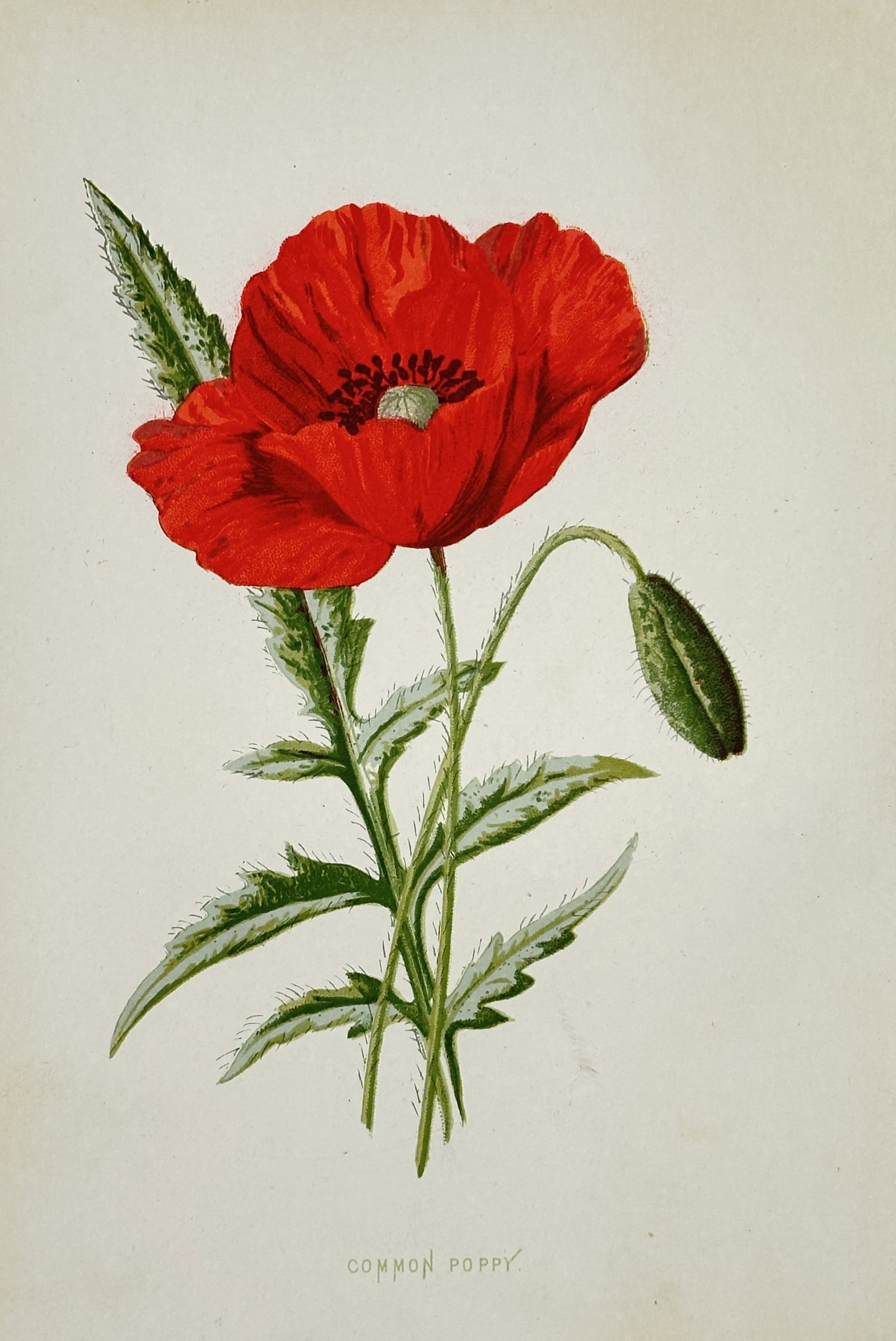 Frederick Edward Hulme (1841–1909) – View of a Common Poppy – Chromolithograph (1880): "Common Poppy" portrays a detailed botanical study of the Papaver rhoeas, featuring a vibrant red blossom with delicate, paper-like petals and a dark central cluster of stamens. The illustration highl