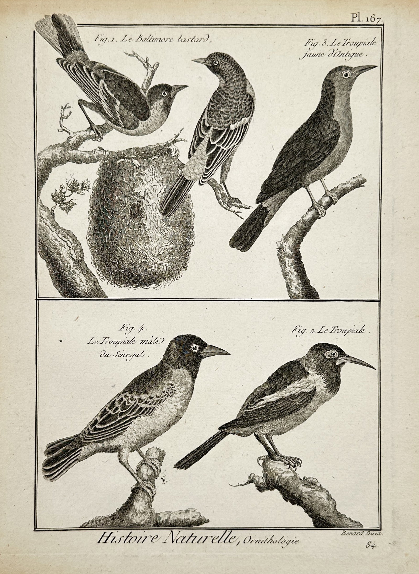 Robert Benard (1734–1777) – View of Baltimore Orioles and Troupials – Copper engraving (1780): "Histoire Naturelle, Ornithologie" portrays a comparative study of five bird species from the Icteridae family, focusing on their nesting habits and physical variations. The composition features two B