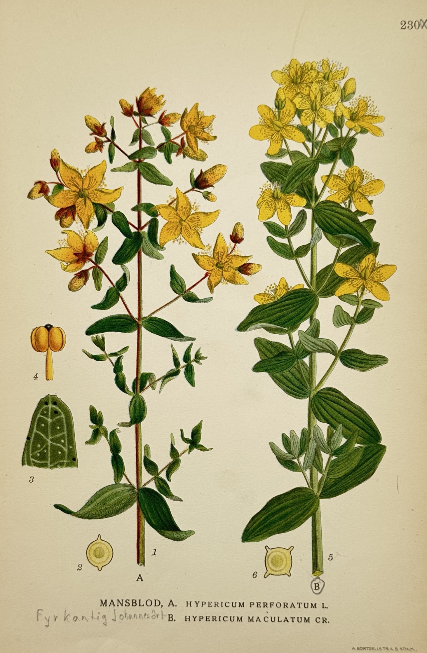 Carl Lindman (1856–1928) – View of Common St. John's Wort and Imperforate St. John's Wort: "Mansblod" portrays a comparative botanical study of two species from the Hypericum genus. The illustration features Hypericum perforatum (Common St. John's Wort) on the left, identified by its transl