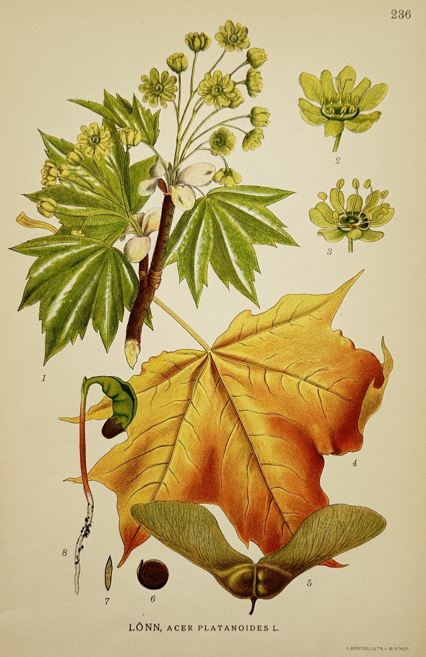 Carl Lindman (1856–1928) – View of Norway Maple – Chromolithograph (1901–1905) (1 of 2)