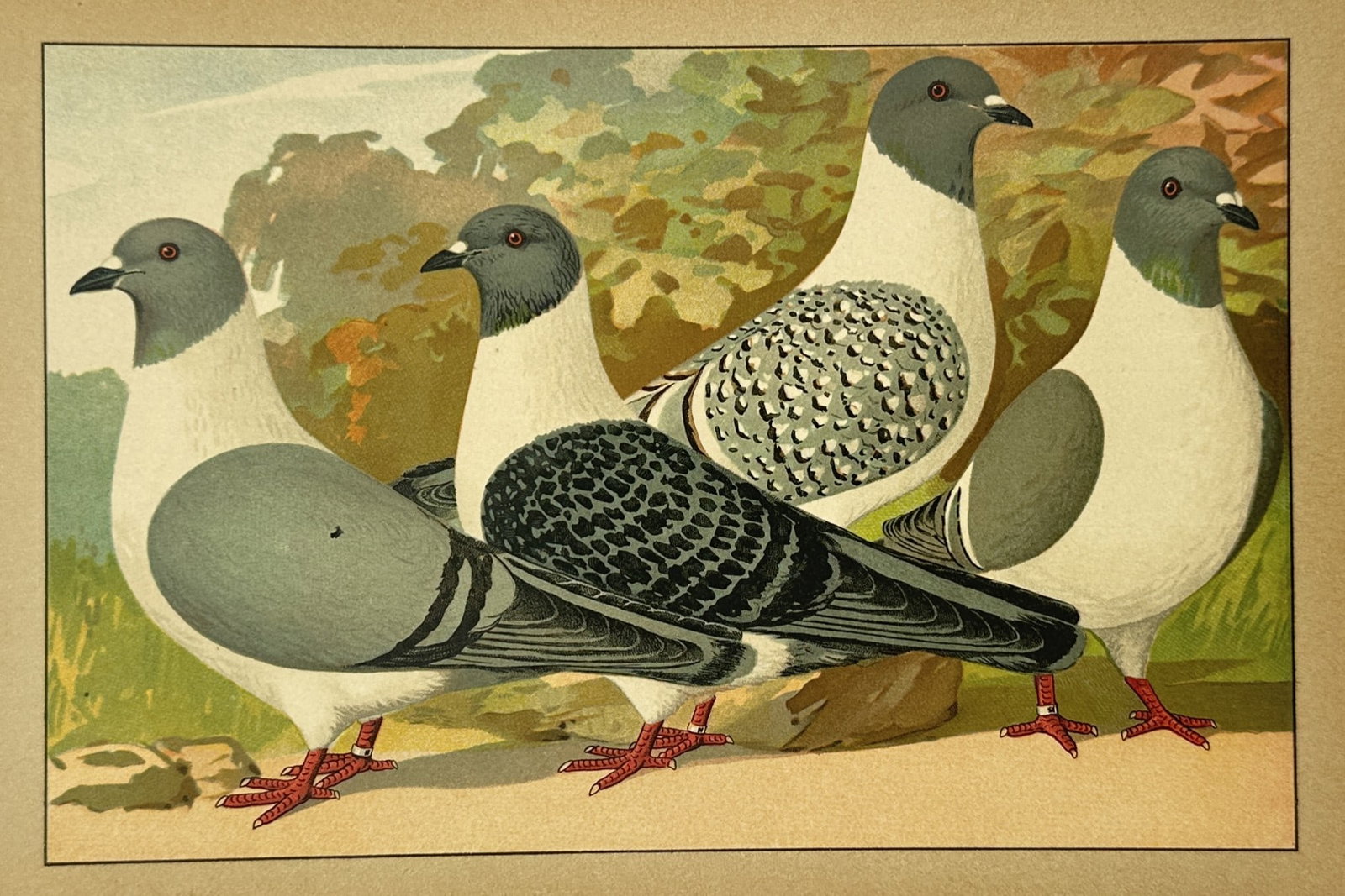 Emil Schachtzabel (1850–1941) – View of Four Show Pigeons – Chromolithograph (1906): "Illustriertes Prachtwerk sämtlicher Taubenrassen" portrays four distinct varieties of domestic show pigeons standing in a stylized outdoor setting. The illustration highlights the subtle differences