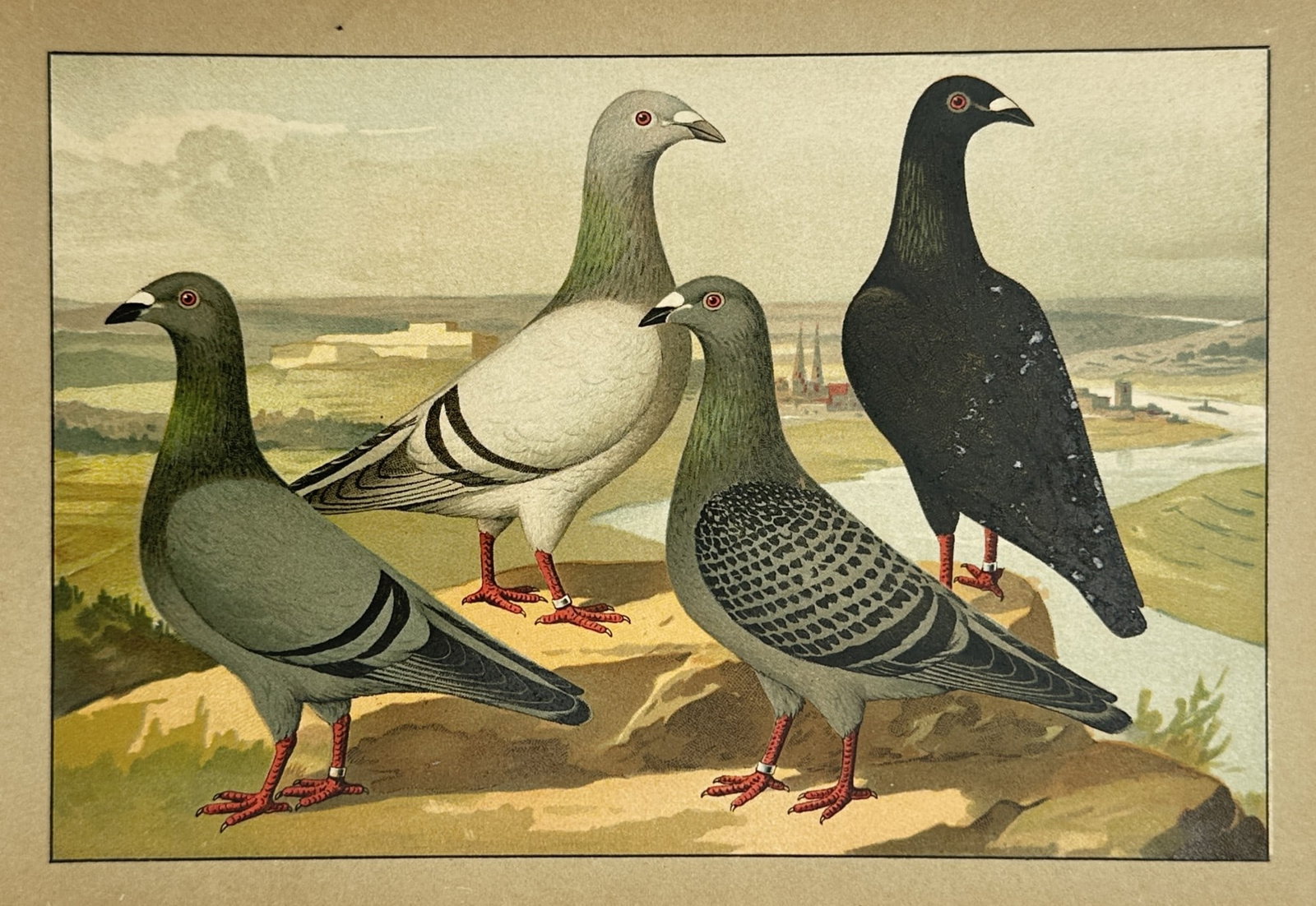 Emil Schachtzabel (1850–1941) – View of Domestic Pigeons – Chromolithograph (1906) (1 of 2)