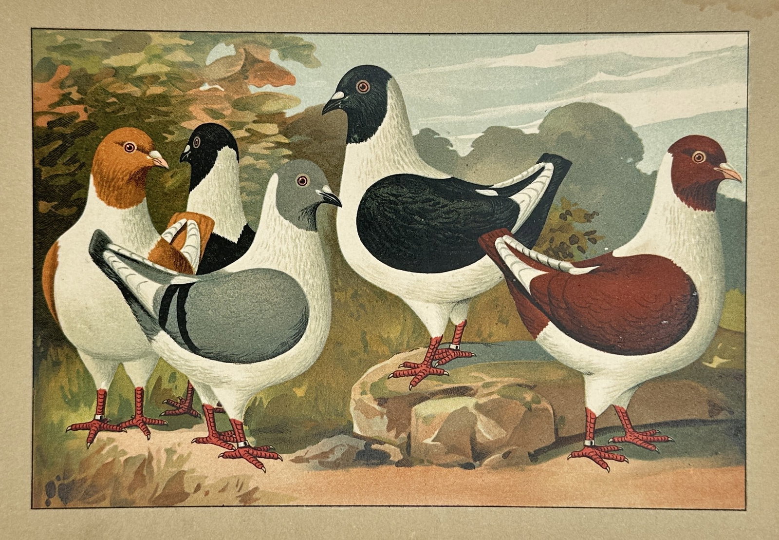 Emil Schachtzabel (1850–1941) – View of Show Pigeons in a Rocky– Chromolithograph (1906): "Illustriertes Prachtwerk sämtlicher Taubenrassen" portrays five distinct varieties of domestic show pigeons standing in a rocky, autumnal landscape. The illustration highlights the striking "Gazzi" 