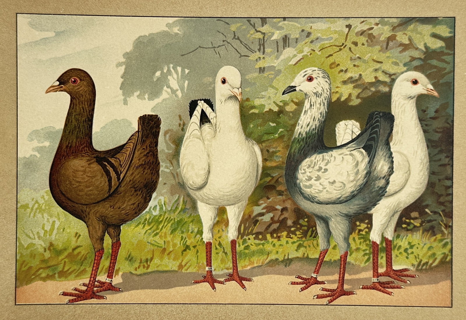 Emil Schachtzabel (1850–1941) – Varieties of Show Pigeons – Chromolithograph (1906): "Illustriertes Prachtwerk sämtlicher Taubenrassen" portrays four distinct varieties of domestic pigeons, likely representing the Maltese or Florentine breeds, characterized by their exceptionally lon