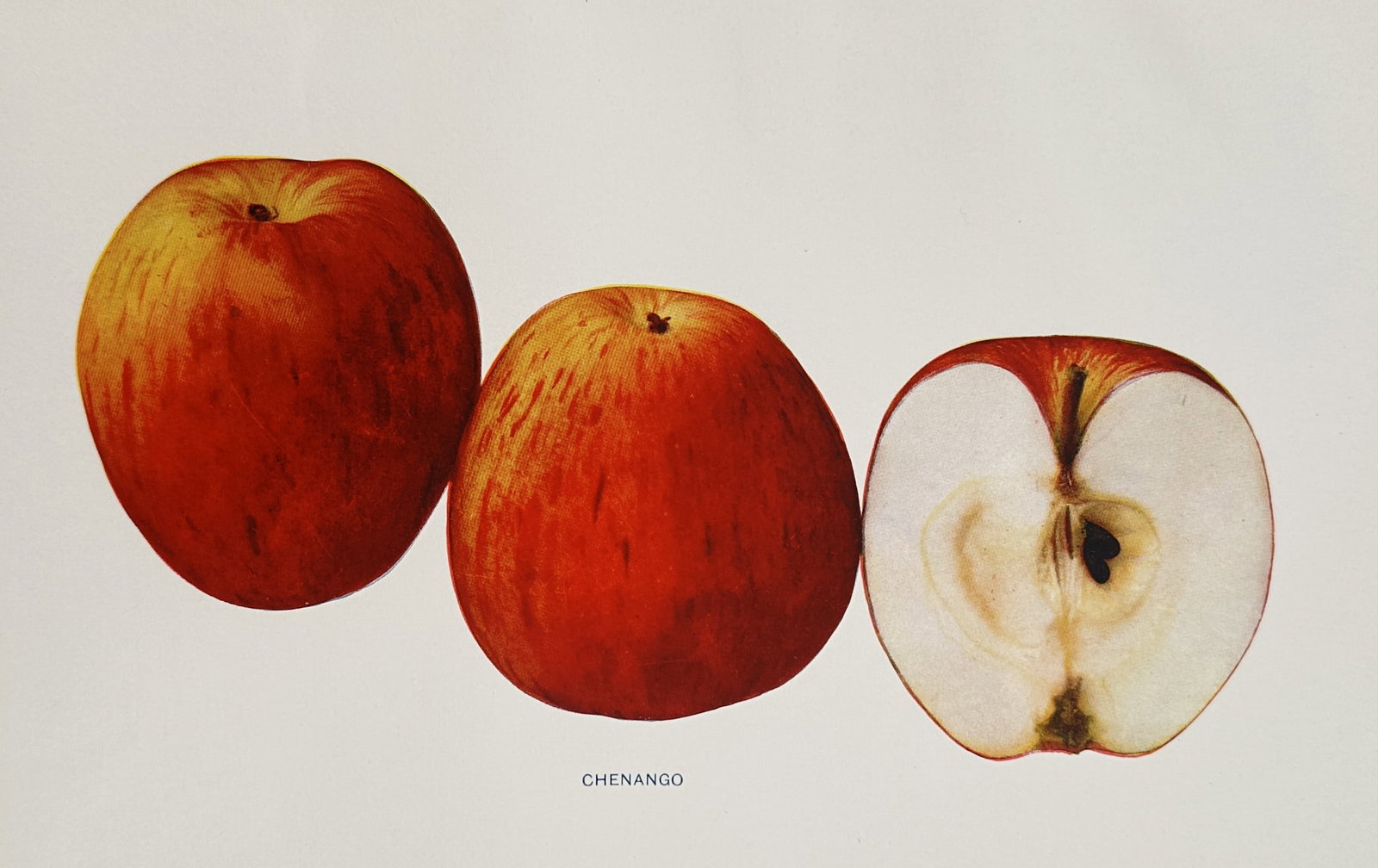 Spencer Ambrose Beach (1860–1922) – View of Chenango Strawberry Apples – Chromolithograph (1 of 2)