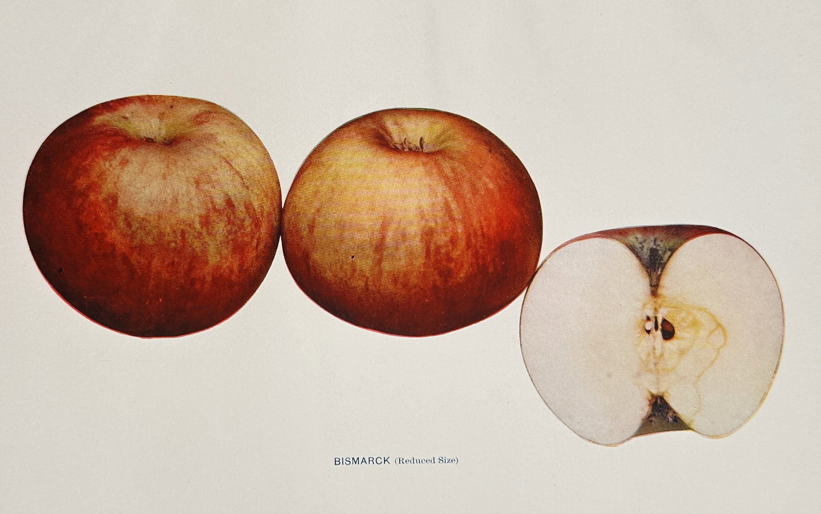 Spencer Ambrose Beach (1860–1922) – View of Bismarck Apples – Chromolithograph (1905) (1 of 2)
