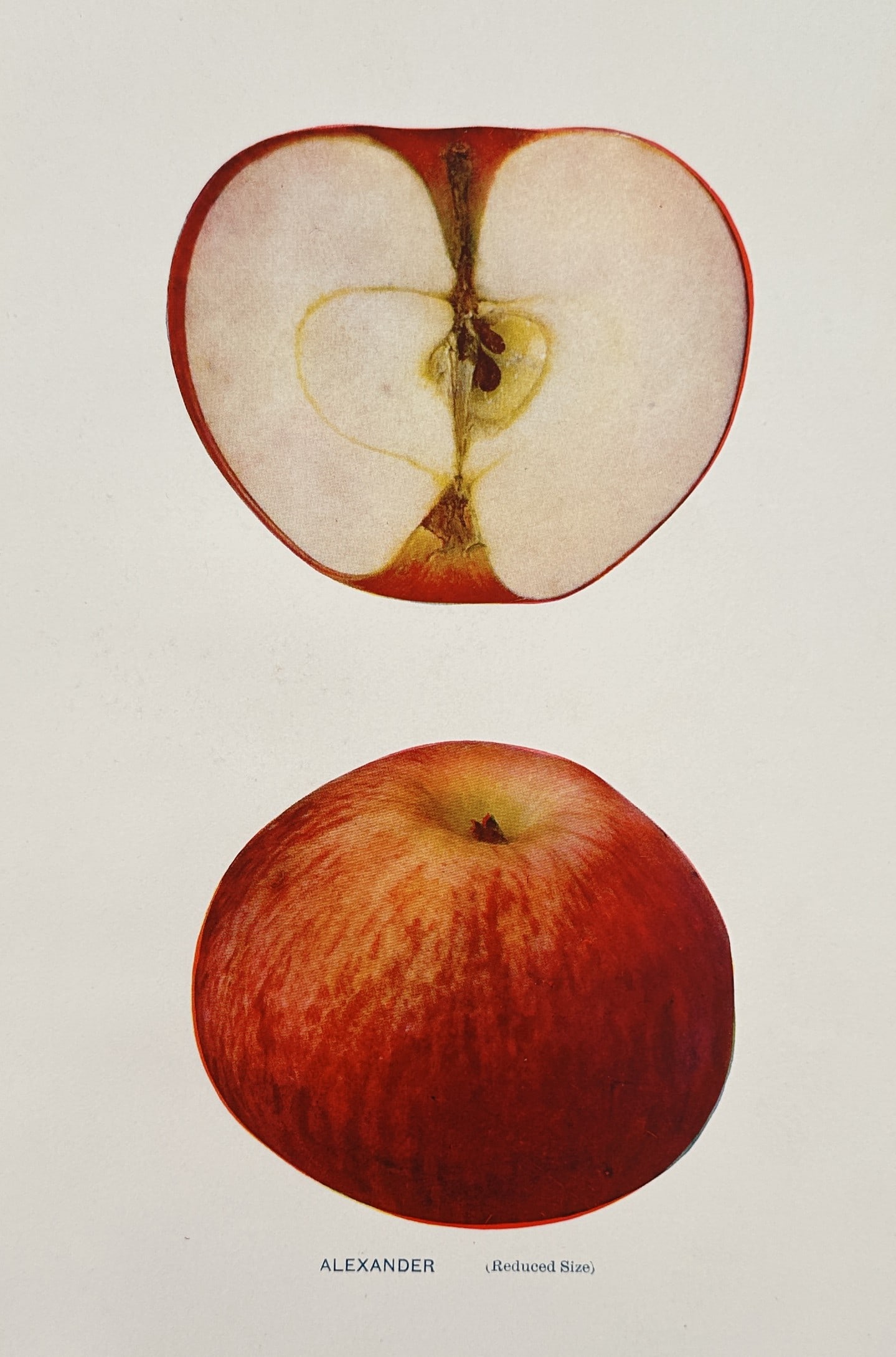 Spencer Ambrose Beach (1860–1922) – View of Alexander Apples – Chromolithograph (1905) (1 of 2)