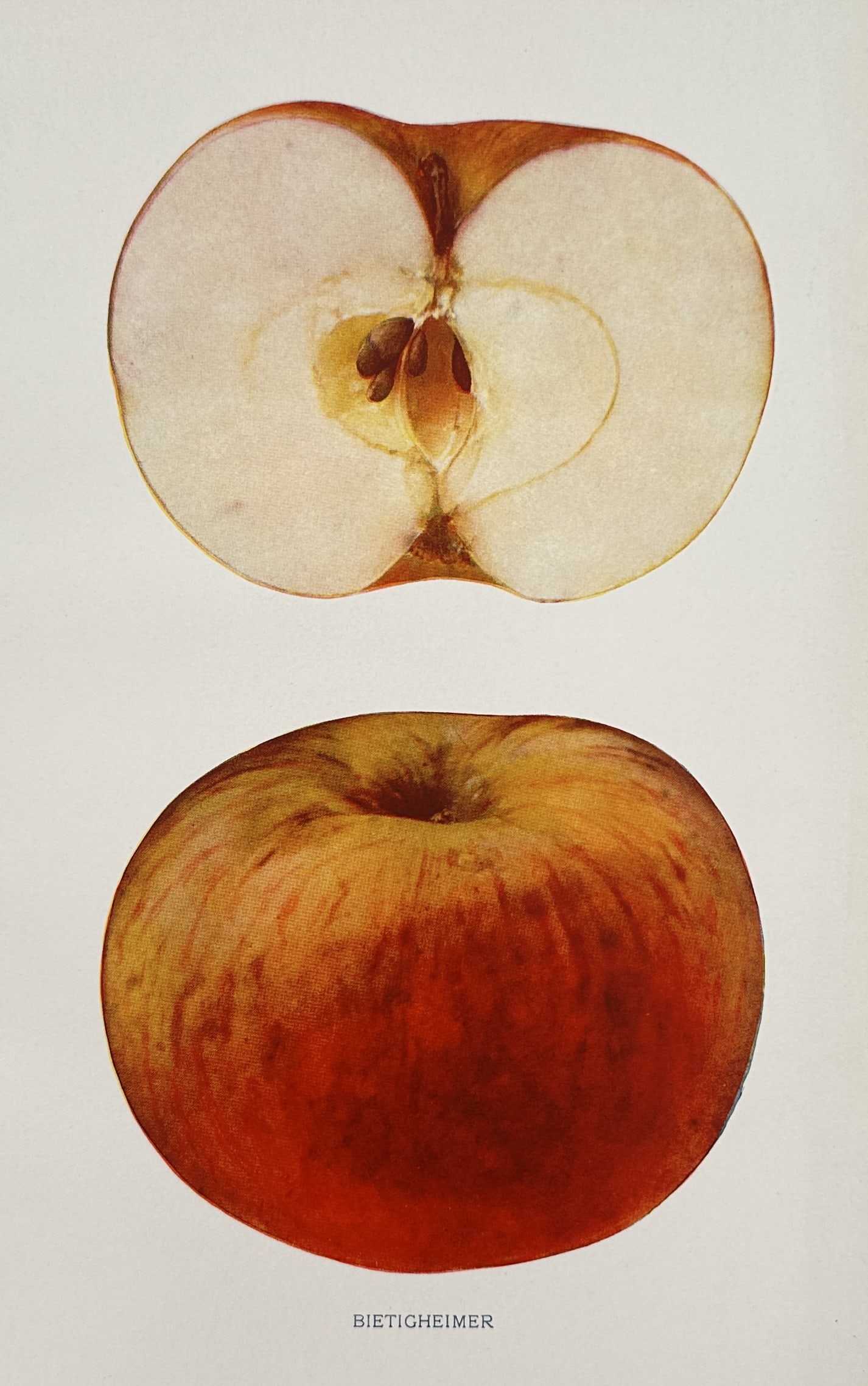 Spencer Ambrose Beach (1860–1922) – View of Red Bietigheimer Apples – Chromolithograph (1905): "Bietigheimer" portrays a detailed pomological study of the Red Bietigheimer apple, featuring a whole specimen and a longitudinal cross-section. The illustration highlights the variety's characteristi