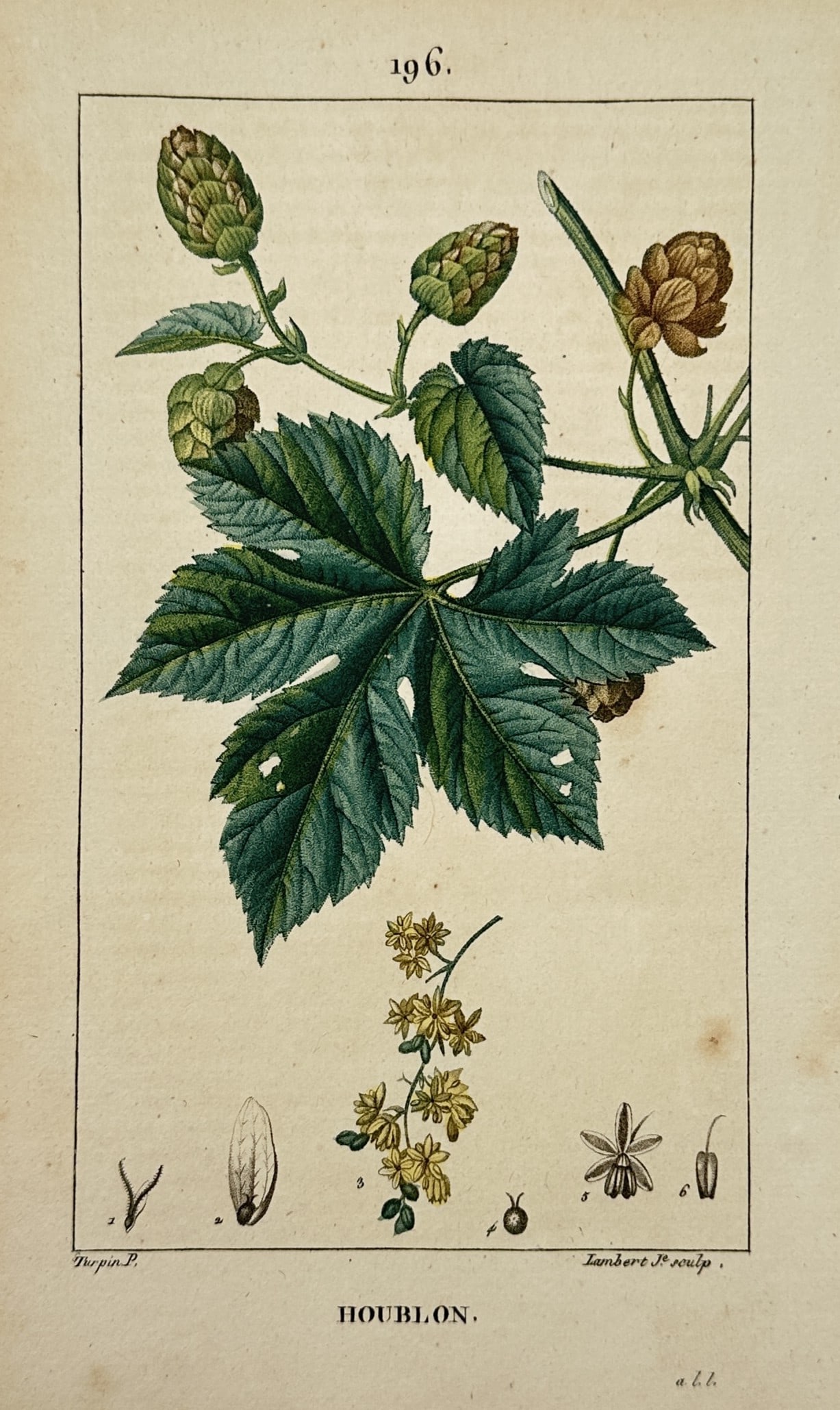 Pierre Jean François Turpin (1775–1840) – View of Hops – Stipple engraving: "Houblon" portrays a detailed botanical study of Humulus lupulus, showcasing a twining stem with its characteristic deeply lobed, serrated green leaves. The illustration features the plant's dioecious