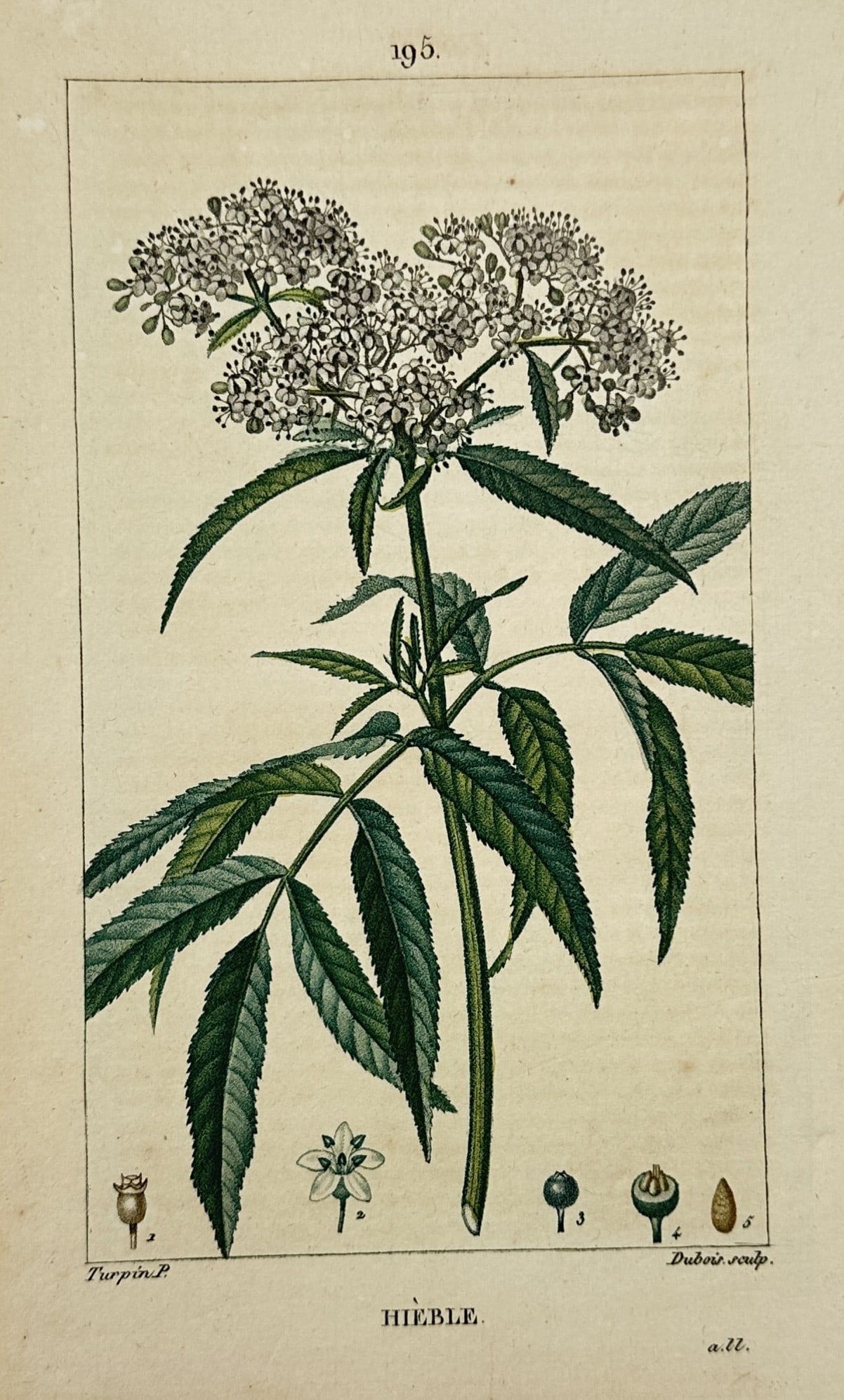Pierre Jean François Turpin (1775–1840) – View of Dwarf Elder – Stipple engraving: "Hièble" portrays a detailed botanical study of Sambucus ebulus, commonly known as dwarf elder or danewort. The illustration showcases the plant’s upright green stem and pinnate leaves with sharply