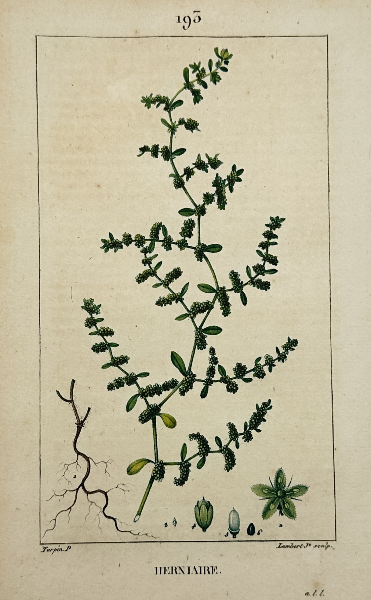 Pierre Jean François Turpin (1775–1840) – View of Rupturewort – Stipple engraving: "Herniaire" portrays a detailed botanical study of Herniaria glabra, commonly known as smooth rupturewort. The illustration showcases the plant’s prostrate, spreading habit with its slender green st