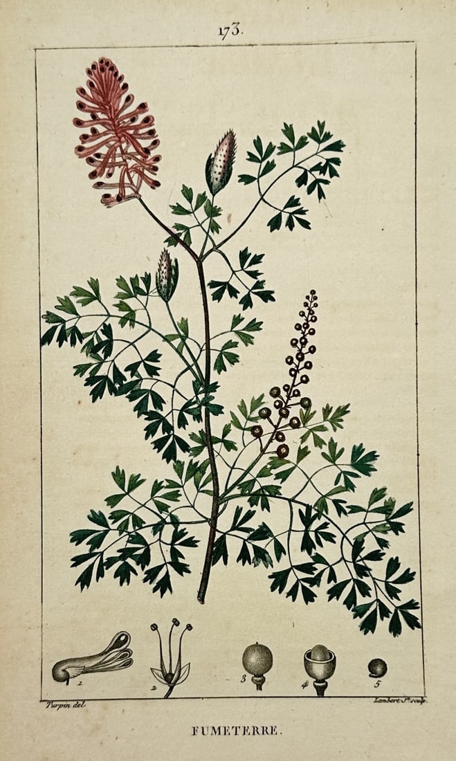 Pierre Jean François Turpin (1775–1840) – View of Common Fumitory – Stipple engraving (1 of 2)