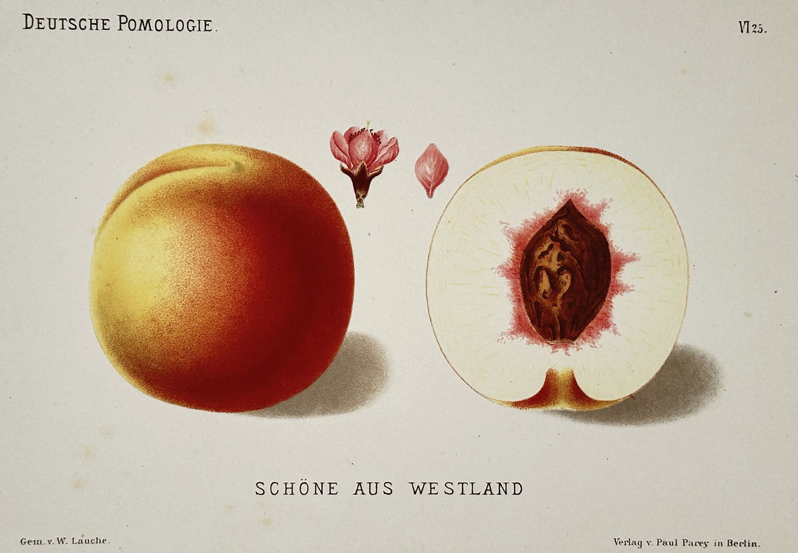 Wilhelm Lauche (1827–1883) – View of the Westland Peach – Chromolithograph (1882–1883): "SCHÖNE AUS WESTLAND" portrays a scientific botanical study of the Westland peach variety, featuring the whole fruit, a cross-section showing the white flesh and stone, and a single pink blossom with