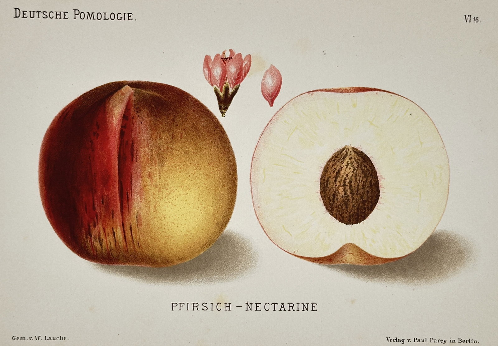 Wilhelm Lauche (1827–1883) – View of the Nectarine Peach – Chromolithograph (1882–1883): "PFIRSICH – NECTARINE" portrays a scientific botanical study of a nectarine variety, featuring the whole fruit, a cross-section showing the pale yellow flesh and stone, and a single pink blossom wit