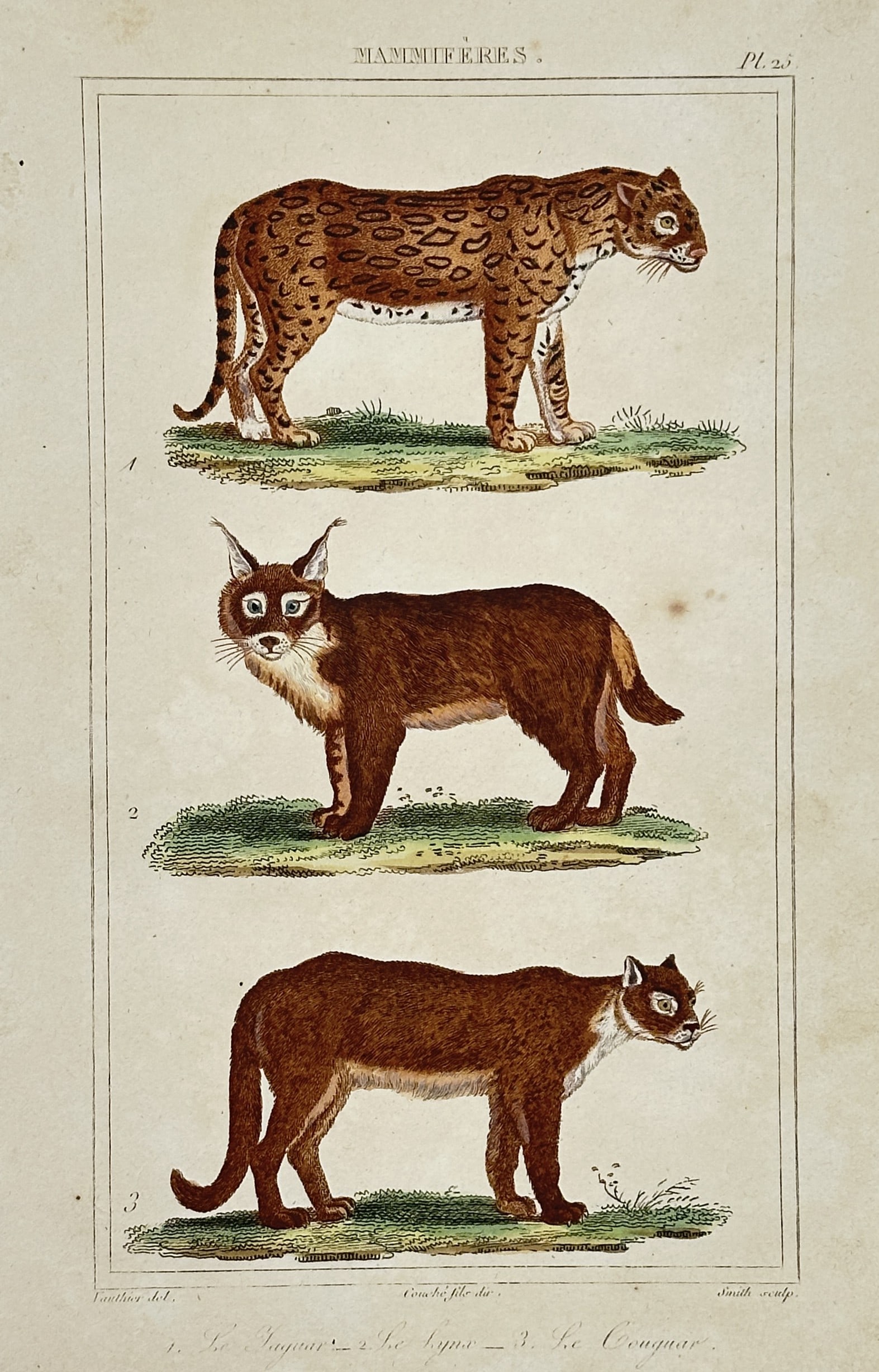 Georges-Louis Leclerc, Comte de Buffon – View of the Jaguar, Lynx, and Cougar (1 of 2)