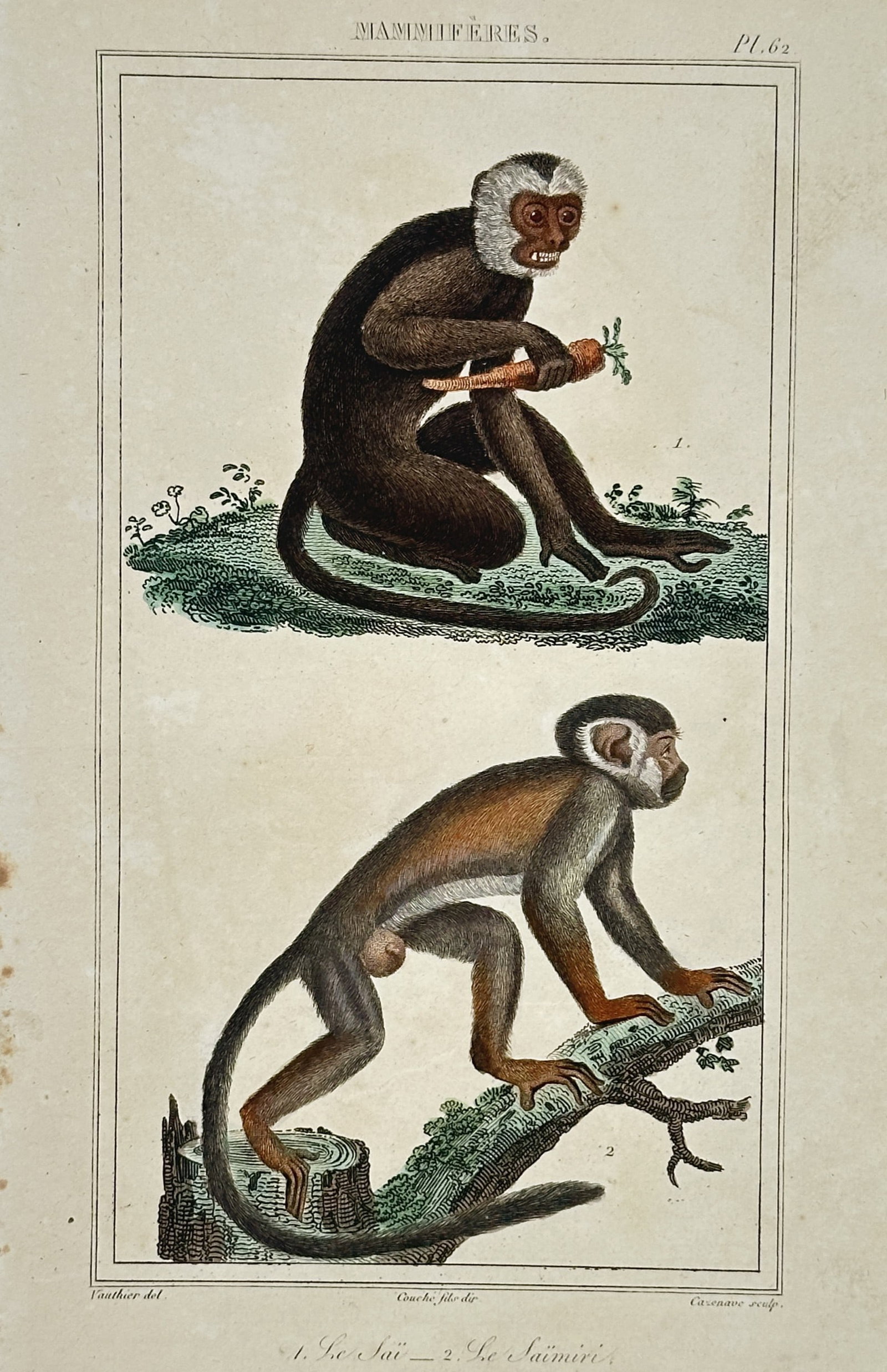 Georges-Louis Leclerc, Comte de Buffon – View of the Capuchin and Squirrel Monkey (1 of 2)