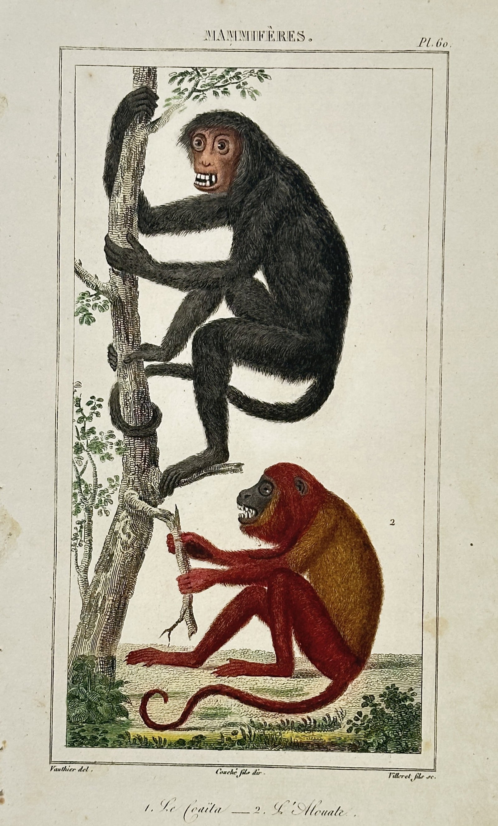 Georges-Louis Leclerc, Comte de Buffon – View of the Spider Monkey and Howler Monkey (1 of 2)