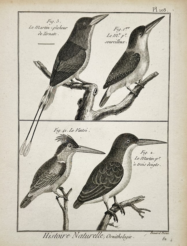 Robert Bénard (1734–1777) – Kingfishers – Engraving (1762) (1 of 2)