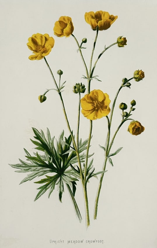 Frederick Edward Hulme (1841–1909) – Upright Meadow Crowfoot – Chromolithograph: "Upright Meadow Crowfoot" illustrates the bright yellow buttercup flowers and deeply lobed, palmate foliage of the species Ranunculus acris. The botanical study highlights the tall, branching stems an