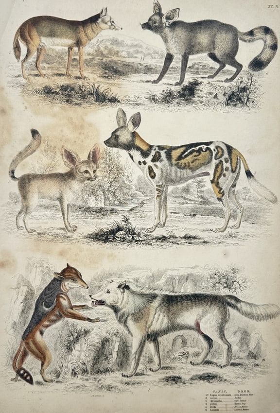 Captain Thomas Brown – Various Canid Species (Dogs, Wolves, and Foxes) (1 of 2)