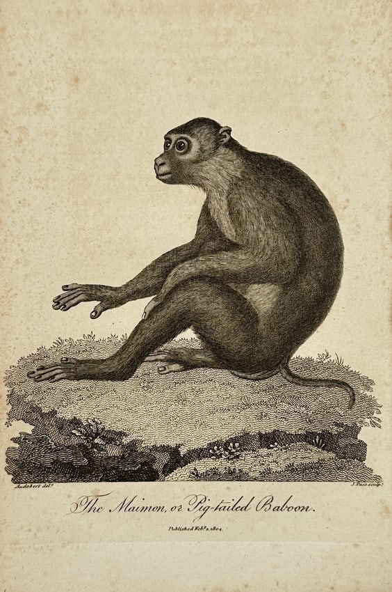 John Wilkes (1750–1810) – The Maimon, or Pig-tailed Baboon – Engraving (1804) (1 of 2)